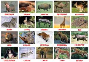 kart.dik.zhivotnie.po.domanu.d