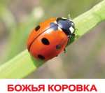 kart.nasekomie.po.domanu.d